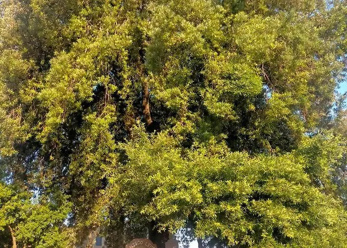 Antico Leccio Orange * Coppe